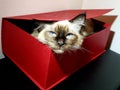 Birman cat in a book