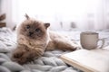 Birman cat, book and cup of drink on knitted blanket . Cute pet