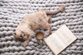 Birman cat, book and cup of drink on knitted blanket at home. Cute pet