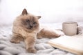 Birman cat, book and cup of drink on knitted blanket. Cute pet