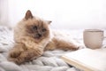 Birman cat, book and cup of drink on knitted blanket. Cute pet