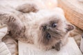 Birman cat and book on rug at home. Cute pet