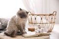 Birman cat and book on wicker pouf at home