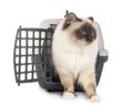 Birman cat and cage