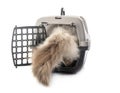 Birman cat and cage