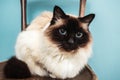 Birman cat on a chair Royalty Free Stock Photo