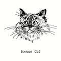 Birman cat face portrait. Ink black and white doodle drawing Royalty Free Stock Photo