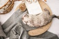 Birman cat near book and cup of drink on wicker pouf, top view. Cute pet