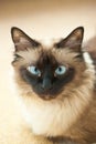 Birman cat portrait