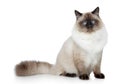 Birman cat portrait Royalty Free Stock Photo