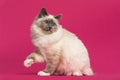 Birman cat sitting, looking back Royalty Free Stock Photo