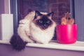 Birman cat sitting on windowsill with cactus Royalty Free Stock Photo