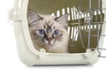 Birman cat in studio