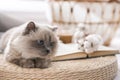 Birman cat on wicker pouf at home. Cute pet