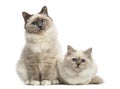 Birman cats looking at the camera, isolated Royalty Free Stock Photo