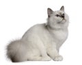 Birman Kitten, 4 months old, sitting Royalty Free Stock Photo