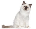 Birman kitten, 4 months old, sitting Royalty Free Stock Photo