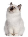 Birman kitten, 4 months old, sitting Royalty Free Stock Photo