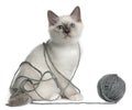 Birman Kitten playing with a ball yarn Royalty Free Stock Photo