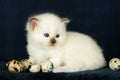 Birman kitten playing with eggs Royalty Free Stock Photo