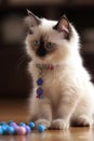 Birman kitten