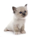 Birman kitten in studio Royalty Free Stock Photo