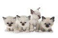 Birman kitten in studio Royalty Free Stock Photo