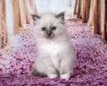 Birman kitten in studio