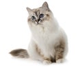 Birman kitten in studio Royalty Free Stock Photo