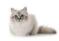 Birman kitten in studio Royalty Free Stock Photo