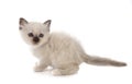 Birman kitten in studio Royalty Free Stock Photo