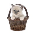 Birman kitten in studio Royalty Free Stock Photo