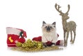 Birman kitten in studio Royalty Free Stock Photo