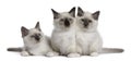 Birman Kittens, 2 months old Royalty Free Stock Photo