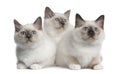 Birman Kittens, 2 months old, sitting Royalty Free Stock Photo