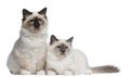 Birman Kittens, 4 months old, sitting Royalty Free Stock Photo