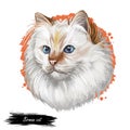 Birman or Sacred Cat of Burma isolated on white background. Digital art illustration of hand drawn kitty for web. Long haired and