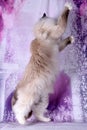 birman sacred in the purple background