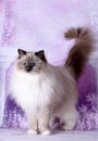 birman sacred in the purple background