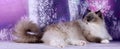 birman sacred in the purple background