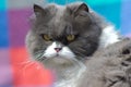 Birman Siberian crossbred grumpy cat close up head shot shallow depth of field