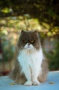 Birman Siberian crossbred grumpy cat sitting on a car top portrait shot shallow depth of field