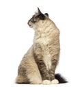 Birman sitting and looking back Royalty Free Stock Photo