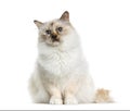 Birman (4 years old) sitting Royalty Free Stock Photo
