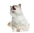 Birman (4 years old) sitting and meowing Royalty Free Stock Photo