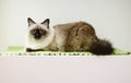 Birmanese cat Royalty Free Stock Photo