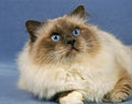 Birmanese Cat, Adult Royalty Free Stock Photo