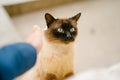 Birmanese cat Royalty Free Stock Photo