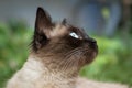 Birmanese cat Royalty Free Stock Photo