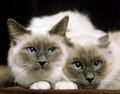 Birmanese Domestic Cat